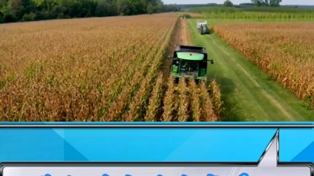 国外玉米籽粒收割作业