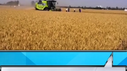 农活信息-小麦收割