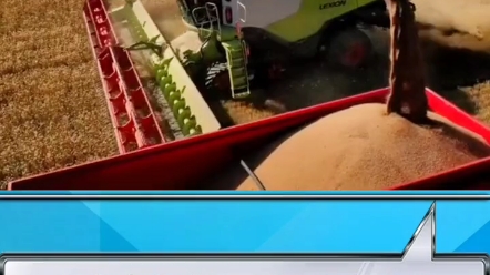 多台克拉斯收割作业效率高