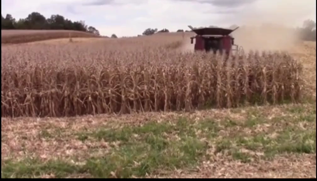 玉米籽粒#收割机，在割台漏出来的那一刹那，有没有惊艳到你们呢