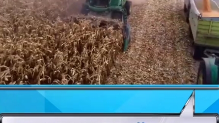 约翰迪尔收割玉米籽粒作业