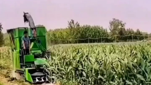 100马力青贮机收割玉米秸秆效果好