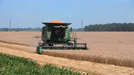 为了抢收小麦，农民竟然用身体阻挡收割机