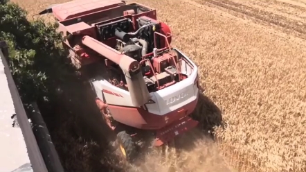 河南省东部麦收时间您了解吗？