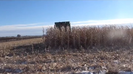 大冬天收玉米，早干嘛去了？