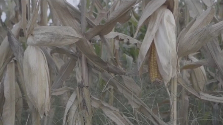 玉米宽窄种植法真的好用吗？机收是否好收