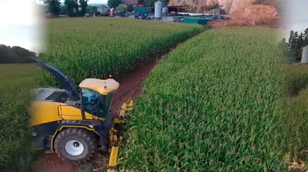 小麦做青贮饲料 亩收1500 你会怎么选择