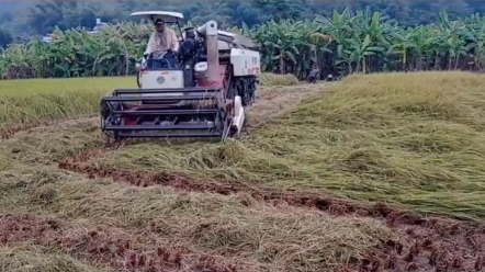 沃得这款水稻收割机收倒伏才是真的牛