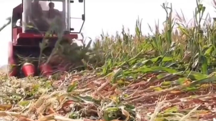 国产天人农机玉米收割机收倒伏效果杠杠的