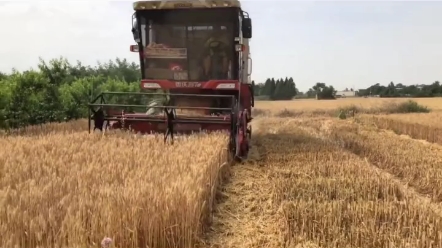 各省小麦收购价格，您觉得怎么样？