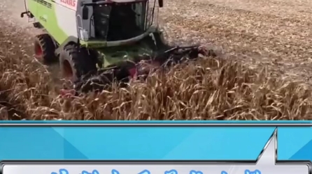 克拉斯收割机玉米籽粒作业