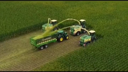 别再讨论青小麦做青贮了，今天带大家看一下真正的青贮作物，特有