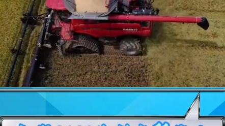 凯斯9120水稻收割作业