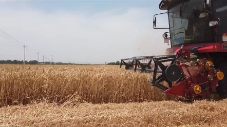 小麦收割进入收尾阶段，收完小麦是直接卖掉还是存着等涨？