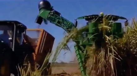 美国收甘蔗竟然如此简单，小姐姐轻松收获百吨甘蔗