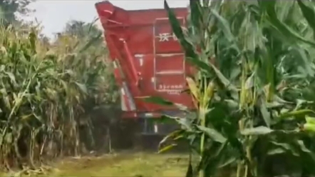 沃得前切中粉玉米收割机收获效果展示