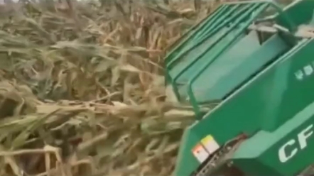 常发收割倒伏展示